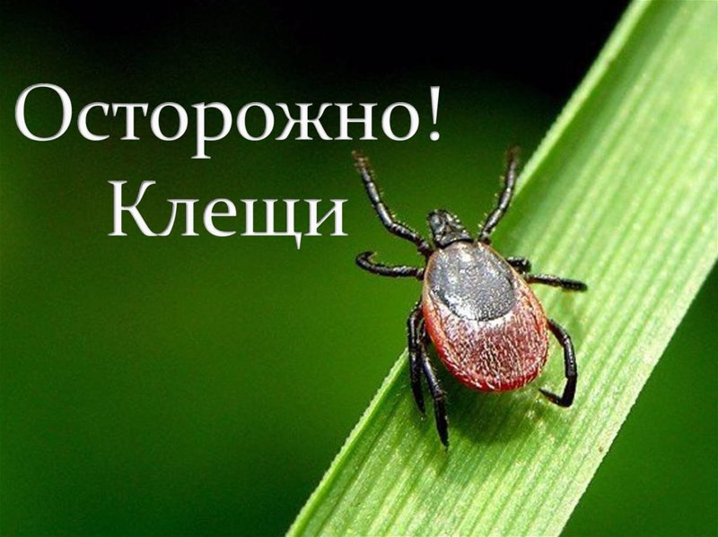 Осторожно – клещи!